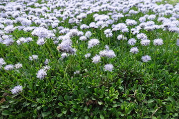 Violet flowers of Globularia vulgaris in May © Anna