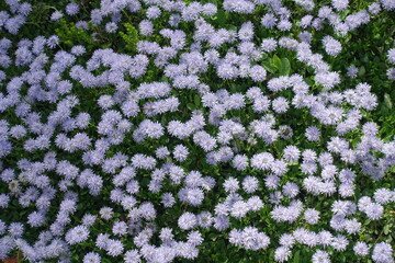 Violet flowers of Globularia vulgaris in May © Anna