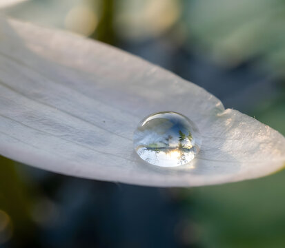 Bladderwort