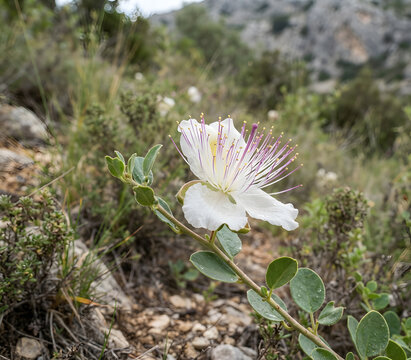 Wild Caper Flower (Katu pila)