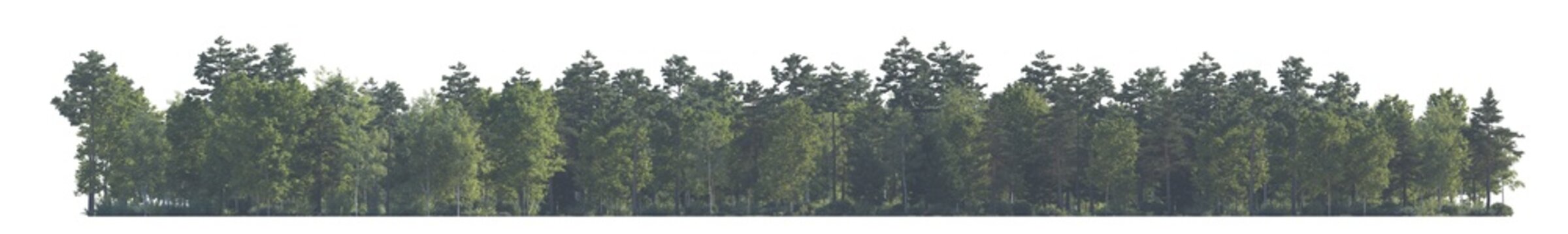 Forest front view in daytime haze due to distance aerial perspective (woodland, woods, forest scene) isolated PNG on a transparent background premium nature cutout
