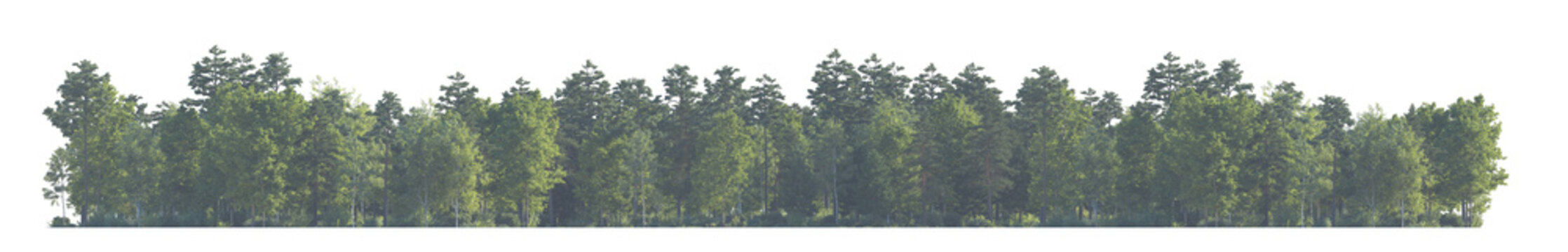 Forest front view in daytime haze due to distance aerial perspective (woodland, woods, forest scene) isolated PNG on a transparent background premium nature cutout