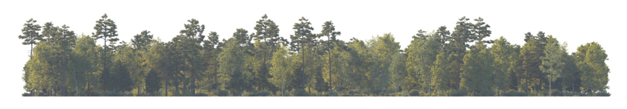 Forest front view in daytime haze due to distance aerial perspective (woodland, woods, forest scene) isolated PNG on a transparent background premium nature cutout