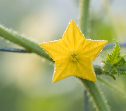 41.	Cucumber Flower