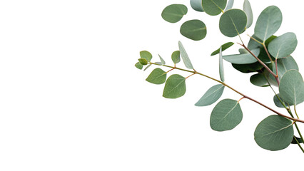 Fresh green eucalyptus leaf branch organic floral design element isolated on transparent background © RobynRees