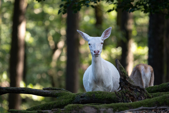 Nahaufnahme eines seltenen, wei&szlig;en Damhirsch-Albinos im sonnendurchfluteten Wald, der direkt in die Kamera blickt. 