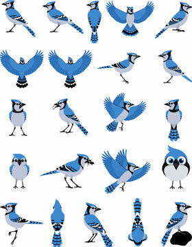 Blue Jay Vector Illustration &ndash; Blue Crested Songbird with Long Tail, North American Bird