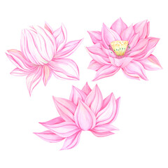 Obraz premium Hand drawn watercolor water lily pink flowers set. Illustration isolated on white background. Can be used for postcard, label, invitation and other printed products