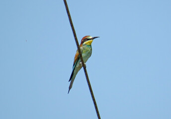 Obraz premium European Bee-eater in Romania. Merops apiaster