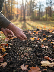Obraz premium Hands Sowing Cover Crop Seeds by Hand onto Dark Garden Soil in Autumn