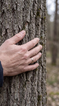 Close-up of a hand resting against weathered tree bark in a quiet forest