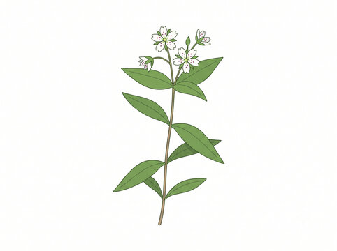 개별꽃