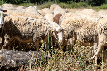 Flock of sheep grazing in dry pasture close up on rural farm land © Jonatan