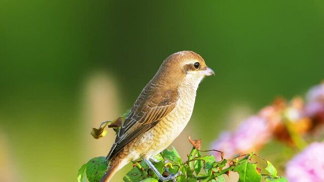 Close up of a beautiful brown shrike bird perched on a thorny plant branch against a vibrant green bokeh background in nature.