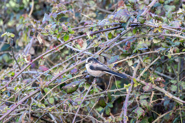 Adult long-tailed tit in brambles © fluffandshutter