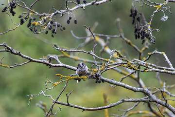 Adult long-tailed tit among alder branches © fluffandshutter