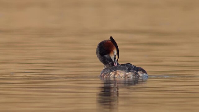 Great Crested Grebe Swimming in Warm Winter Sunlight on a Pond at Golden Hour, Germany