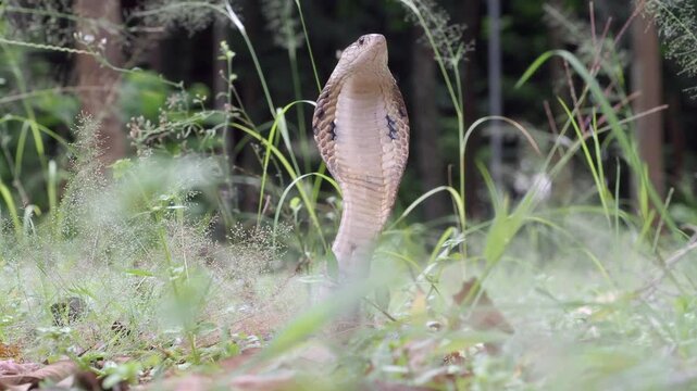 Naja kaouthia or monocled cobra deadly serpent living on a dry leaf in the forestin nature	