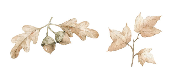 Autumn leaves isolated on white. Orange maple leaf, oak, nuts © Kate K.