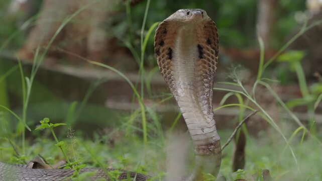 Naja kaouthia or monocled cobra deadly serpent living on a dry leaf in the forestin nature	