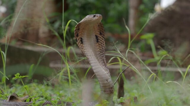 Naja kaouthia or monocled cobra deadly serpent living on a dry leaf in the forestin nature	