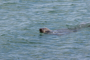 Obraz premium Grey seal swimming at the surface