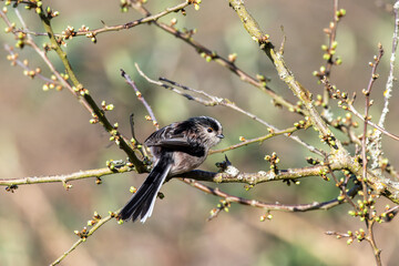 Adult long-tailed tit on budding twigs © fluffandshutter