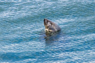 Obraz premium Grey seal raising its head from the sea