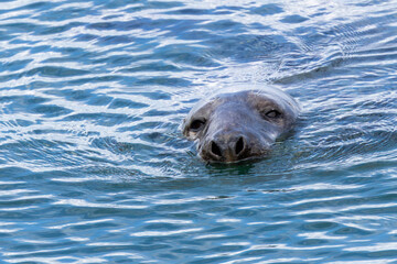Obraz premium Grey seal looking up from the water