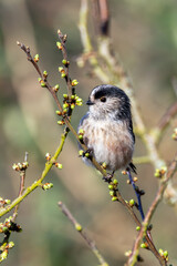 Adult long-tailed tit on a budding twig © fluffandshutter