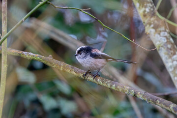 Adult long-tailed tit perched on a branch © fluffandshutter