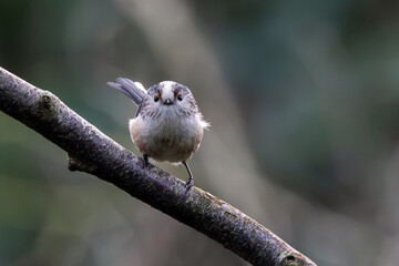 Adult long-tailed tit facing the camera © fluffandshutter