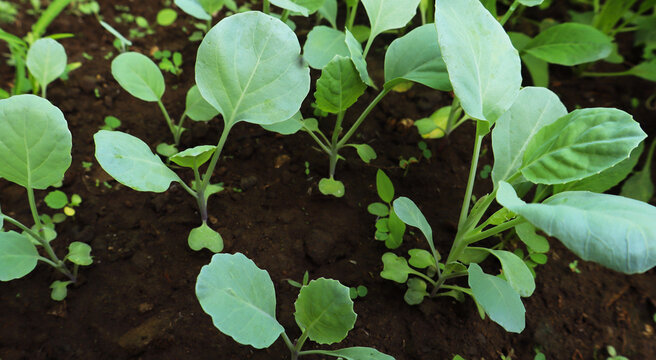 Young Kale Sprouts Growing in Organic Soil