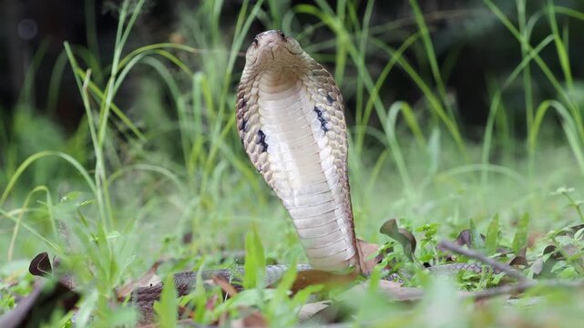 Naja kaouthia or monocled cobra deadly serpent living on a dry leaf in the forestin nature	