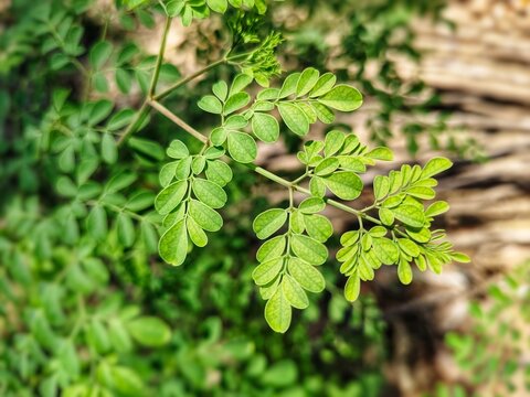 Tall moringa tree with clear blue sky background. Moringa leaves used in cooking added to clear soups, stir-fried dishes, or utilized as a nutritious ingredient in salads