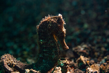seahorse in the volcanic sands of Camiguin © Dindo Bibera Nueza 