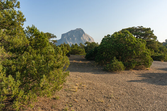 Green relict junipers (Juniperus excelsa) are scattered across rocky landscape, with prominent mountain peak visible in background under blue sky. Juniper grove along Golitsyn Trail. Novy Svet, Crimea