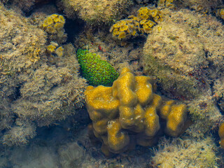 Colorful Coral Formation In A Shallow Intertidal Zone © YEVGENIY