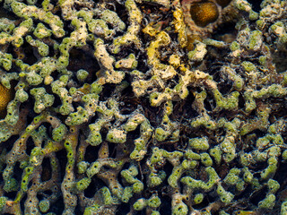 Green Coral Growing On A Tropical Shallow Reef © YEVGENIY