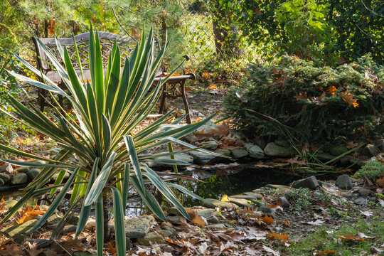 On shore of small garden pond with stone banks, surrounded by lush greenery and scattered autumn leaves, grows striped, green-and-yellow yucca (Gloriosa variegata). Close up.