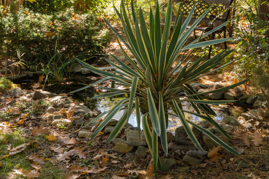 On shore of small garden pond with stone banks, surrounded by lush greenery and scattered autumn leaves, grows striped, green-and-yellow yucca (Gloriosa variegata). Close up.