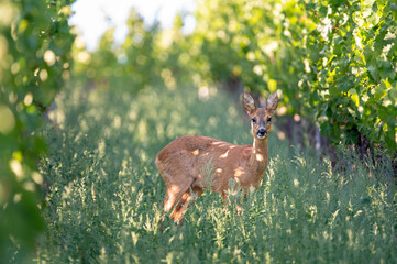 Reh (Capreolus capreolus) in einem Weinberg im Abendlicht, Deutschland © Joachim