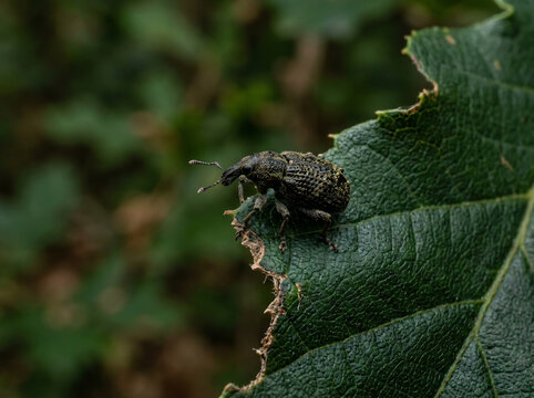 A small brown weevil beetle resting on a green leaf in nature.