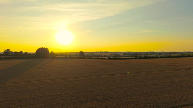 Sunlit cereal farmland with dense mature crop and parallel tractor tracks beneath golden evening sky. Rural grain production before harvest season. Farm productivity, crop value and commercial