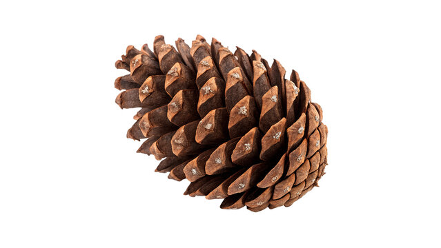 Single textured brown pine cone organic forest element isolated on transparent background