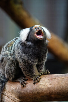 A common marmoset with its mouth wide open, yelling