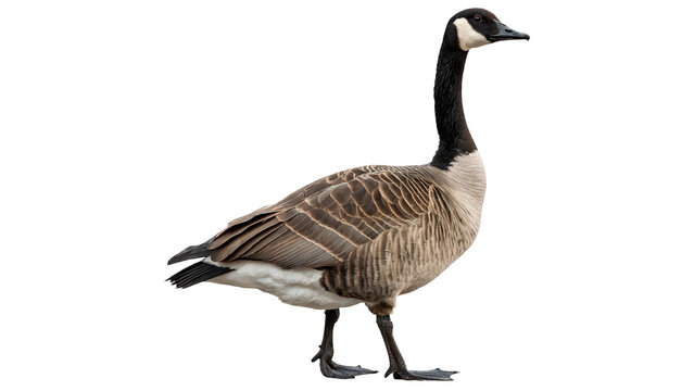 Wild migratory Canada goose bird standing in side profile isolated on transparent background