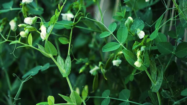 Pea flowers blooming among climbing vines in backyard vegetable garden. White blossoms and green tendrils growing on vertical support strings. Organic gardening producing fresh home grown vegetables