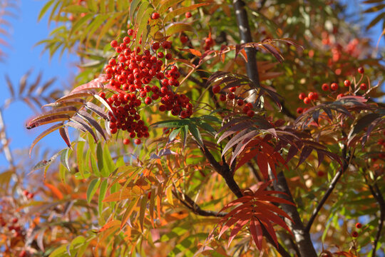 Esche, Japanische Eberesche,  Sorbus commixta, Herbstf&auml;rbung, rote reife, Fr&uuml;chte, Beeren