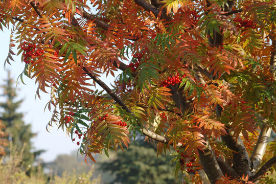Esche, Japanische Eberesche,  Sorbus commixta, Herbstf&auml;rbung, rote reife, Fr&uuml;chte, Beeren